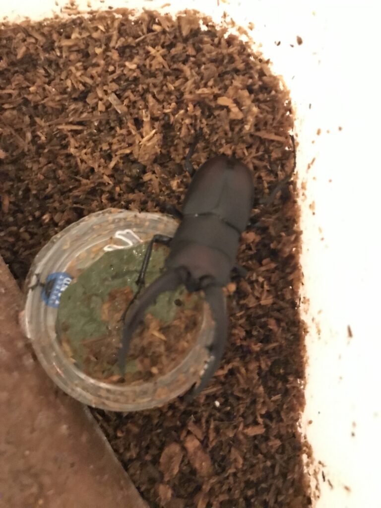 クワガタムシのある生活　17