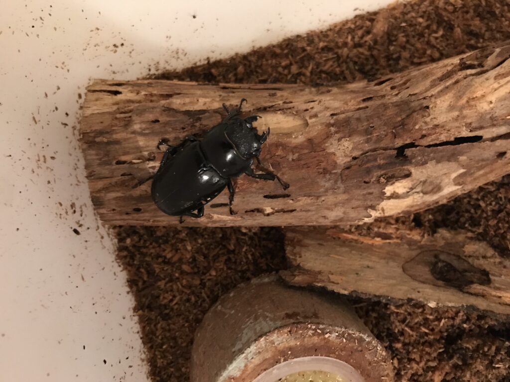 クワガタムシのある生活　16