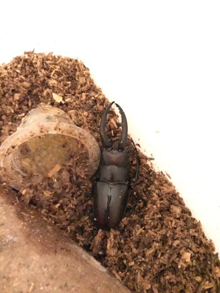 クワガタムシのある生活　14